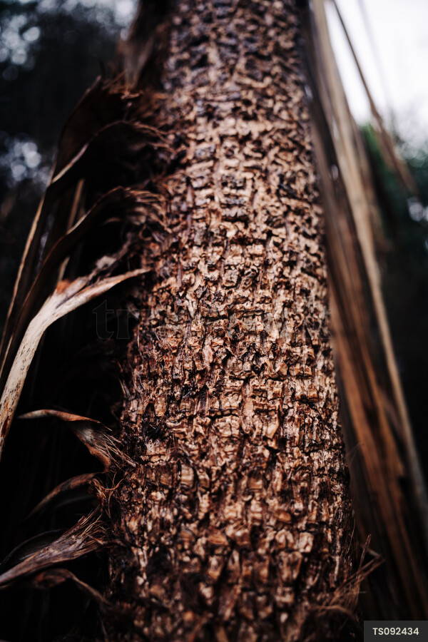 Close-up of rough bark of tree
