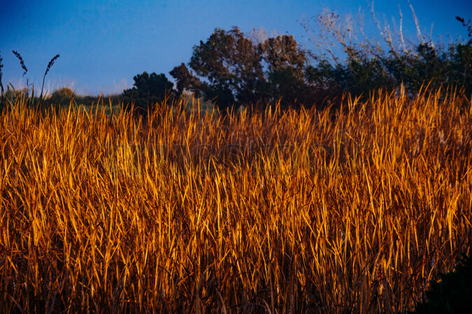 Grasses