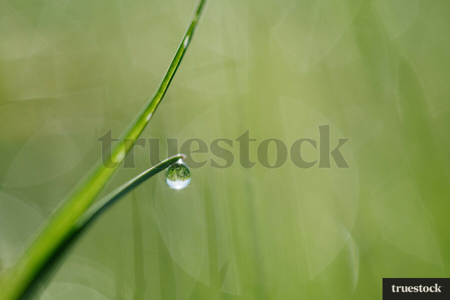 Raindrops on leaf