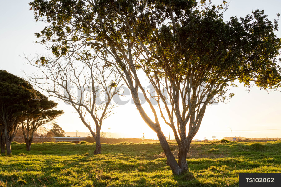 Bridge by trees in countryside during sunset