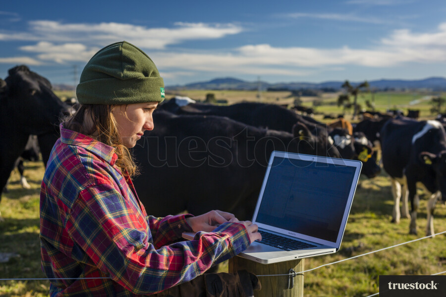 Farmer Using Laptop in Front of Cows
