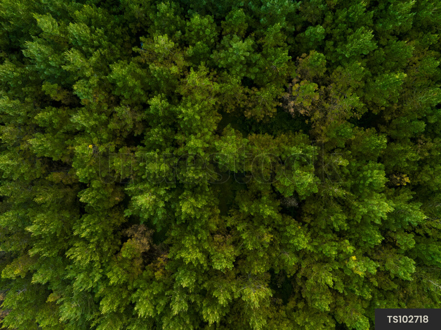 Top down view of green pine plantation