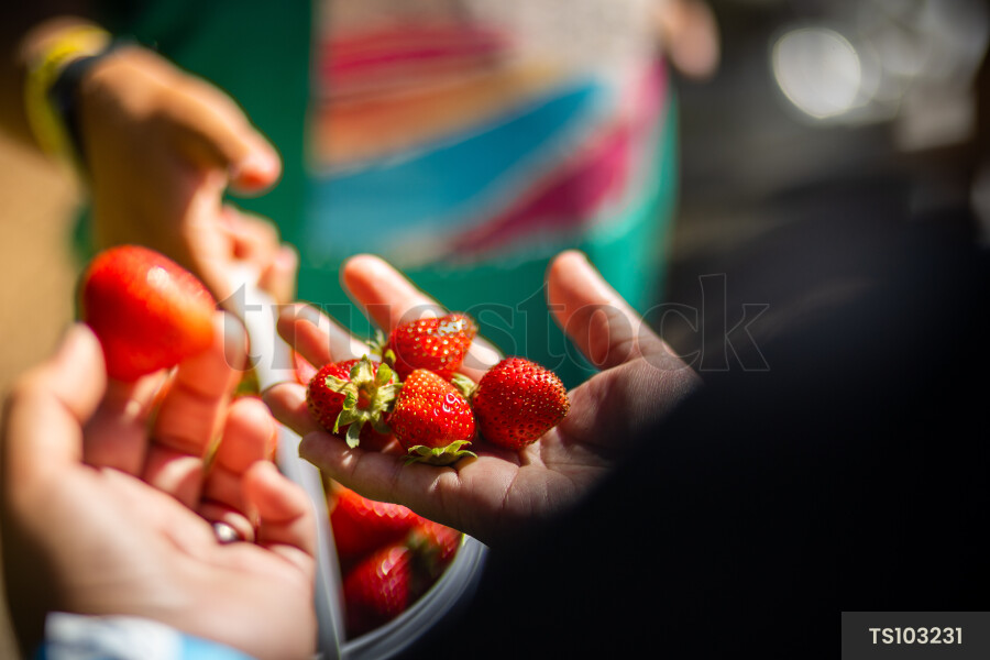 Hand of woman holding strawberries