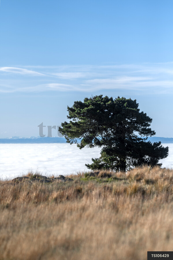 Tree on hill above fog