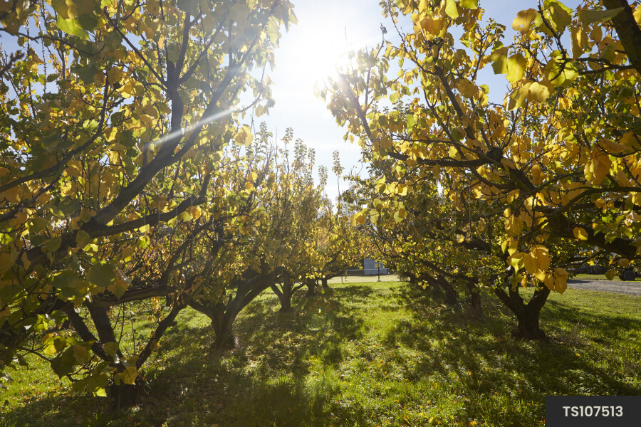 Apple orchard under sunshine