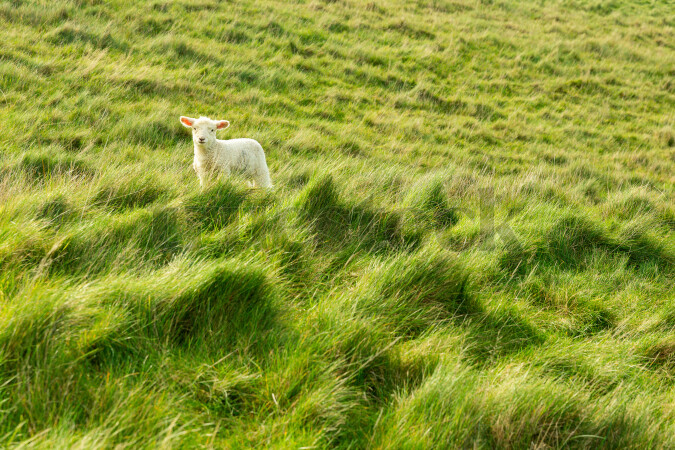 Sheep on Grass