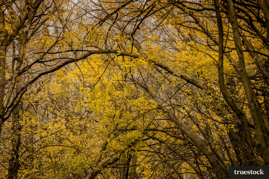 Autumn leaves and trees in the forest