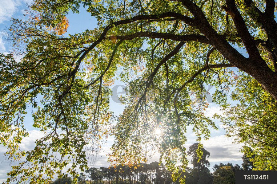 Branches of trees in Hagley Park during autumn