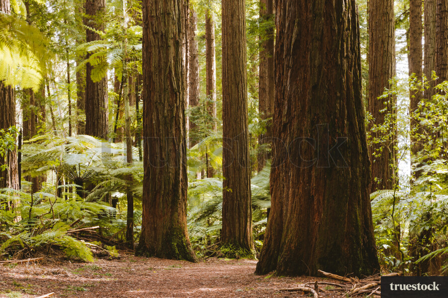 Redwood forest Rotorua