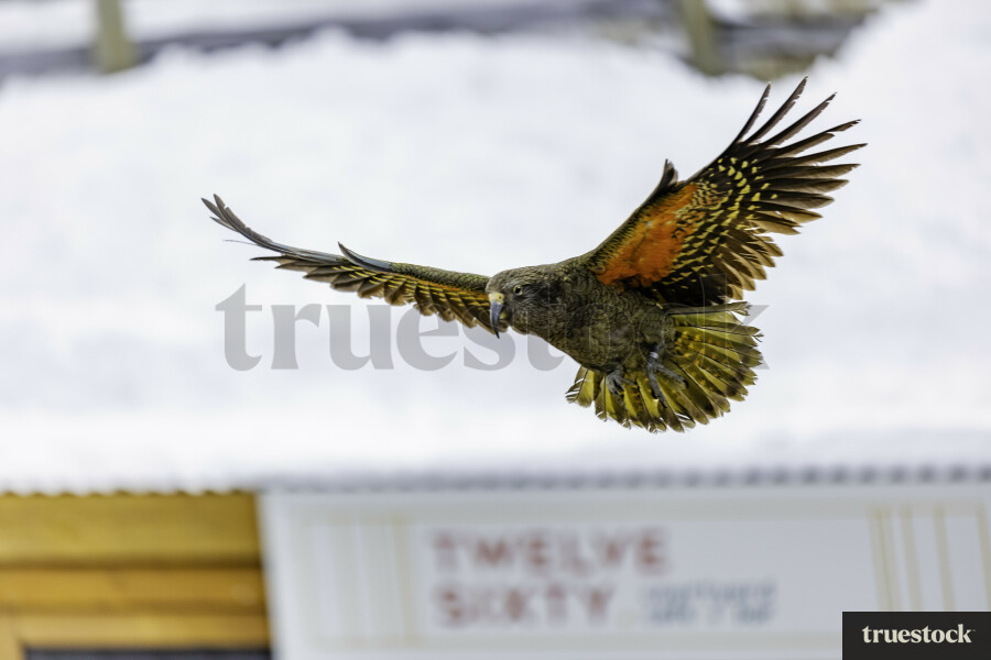 Kea Flying From Roof