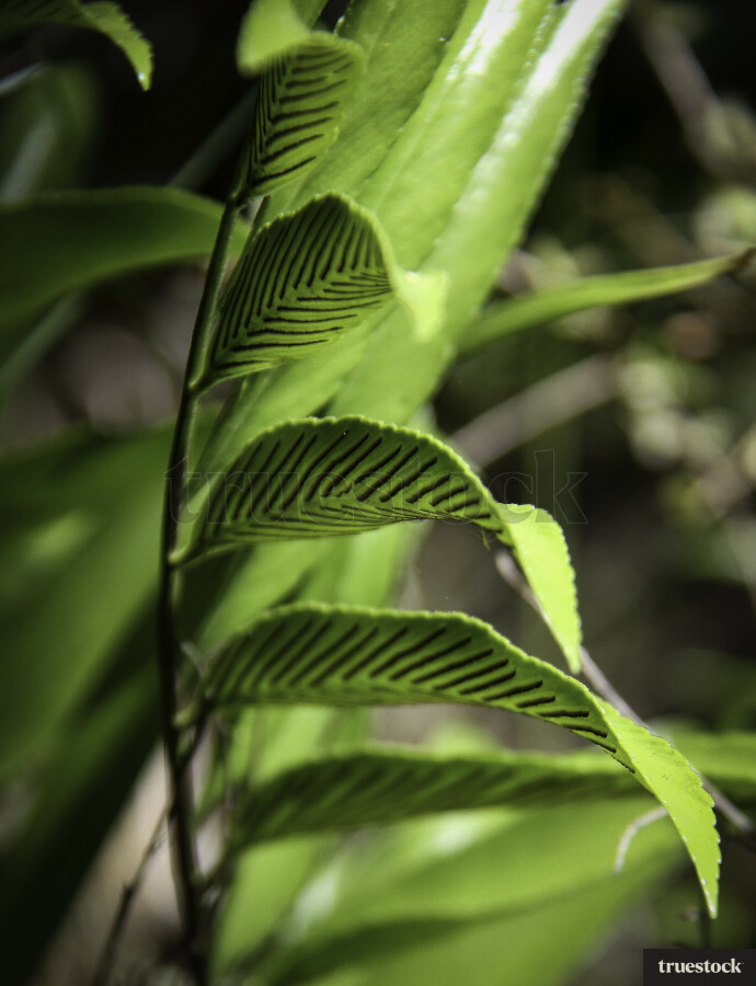 Leaves, Close-up