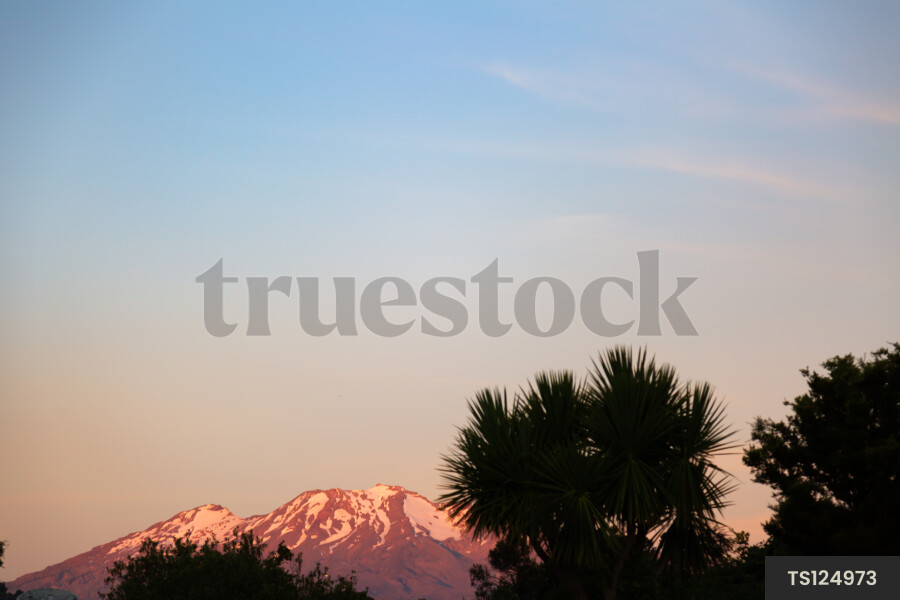 Mount Ruapehu and trees at sunrise
