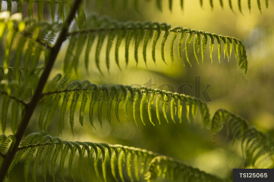 Fern in forest