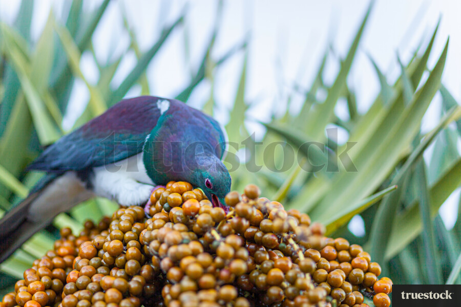 Kereru Eating Berries
