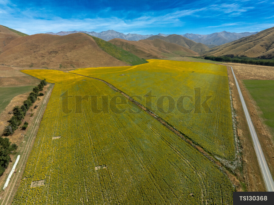 Sunflower field and hills in Fairlie, Canterbury