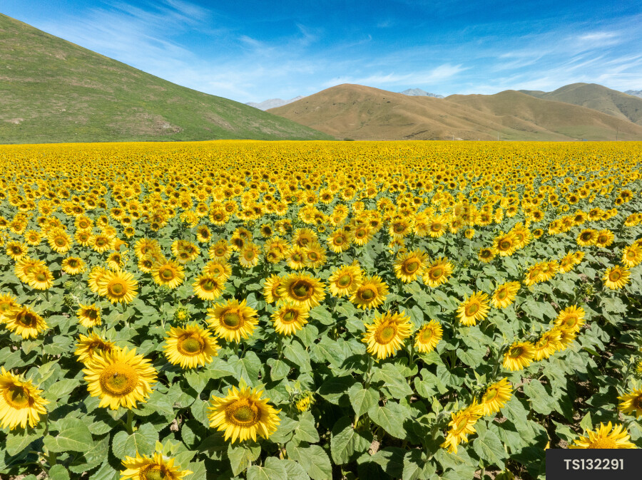 Sunflower field and hills in Fairlie, Canterbury