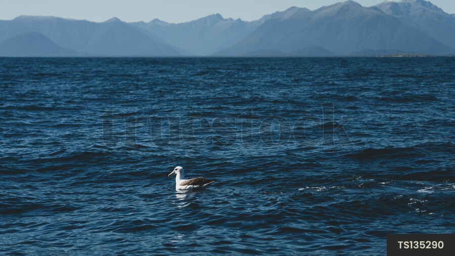 Albatross swimming on sea