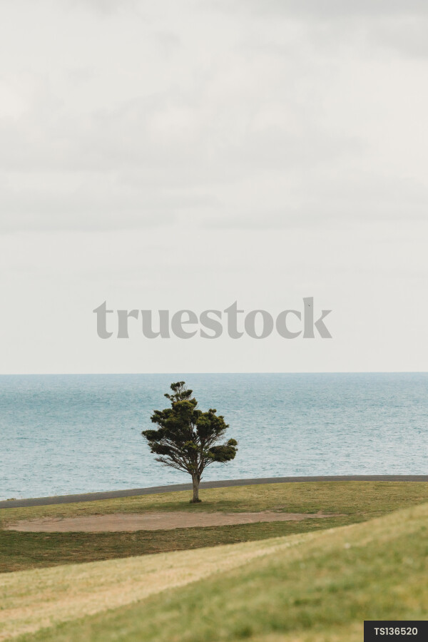Pohutukawa tree on hill by sea
