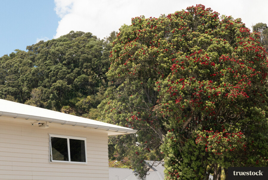 Coastal home or surf club by the beach with Pohutukawa leaves