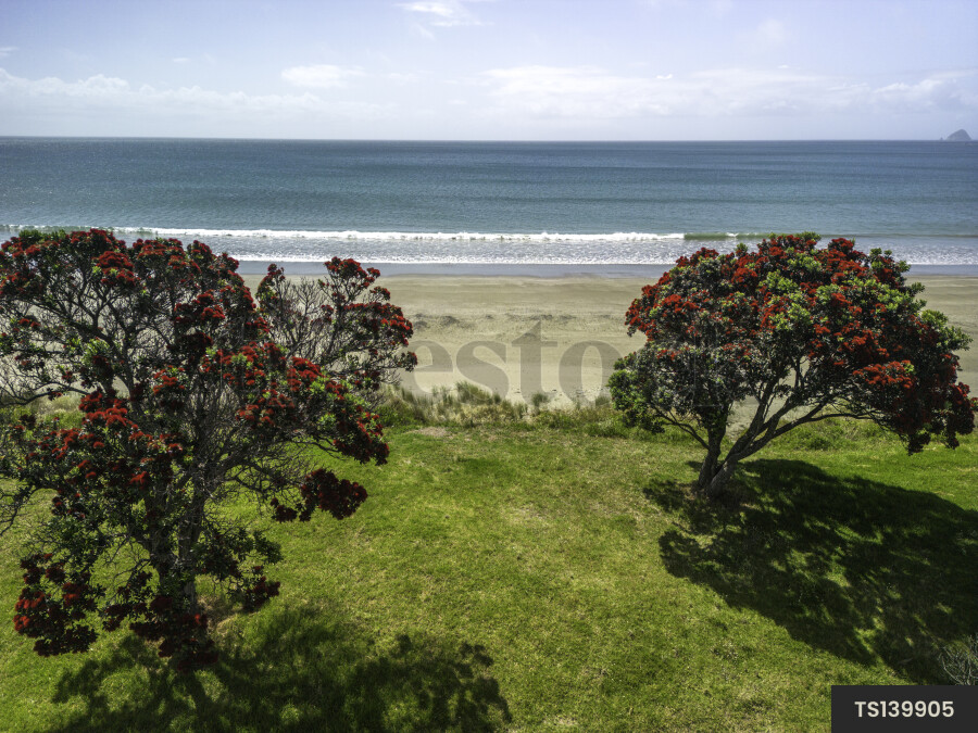 Pohutukawa Trees in Bloom at Beach