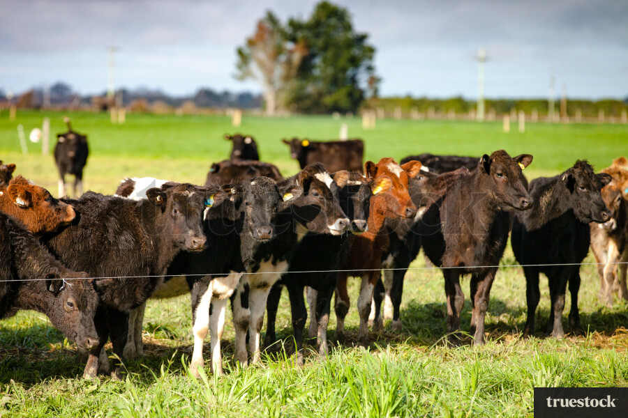 Cows in a field of grass on a farm