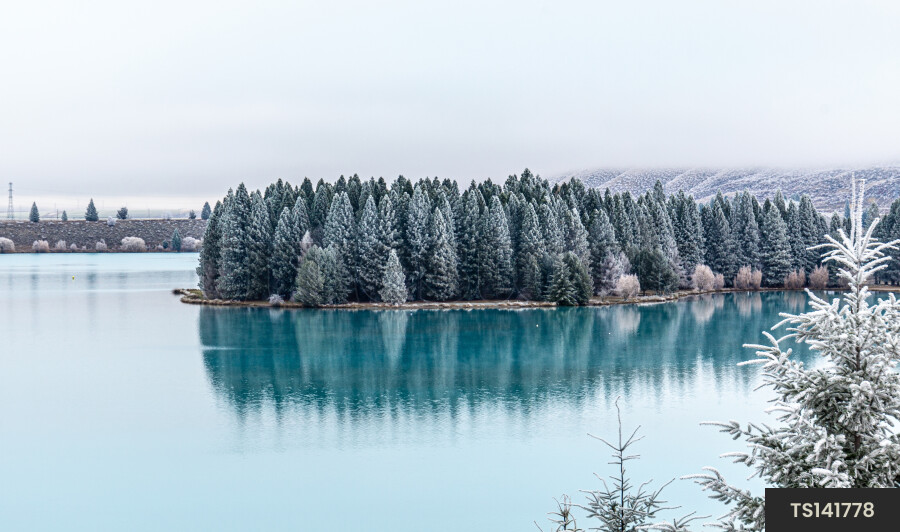 Forest with frost and lake in Twizel