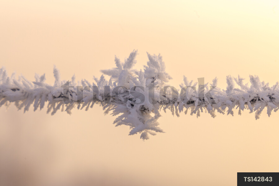 Close-up of frost on fence