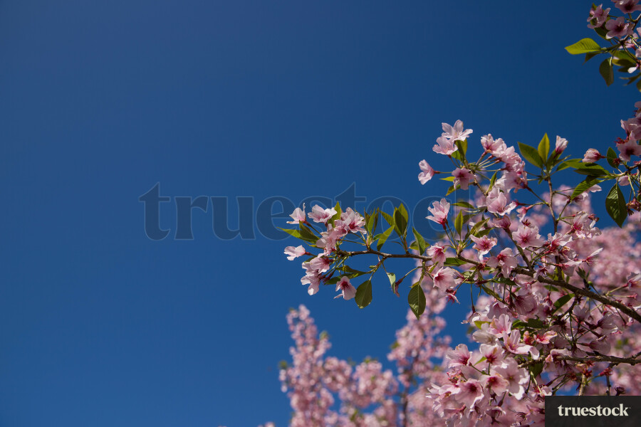Cherry Blossom