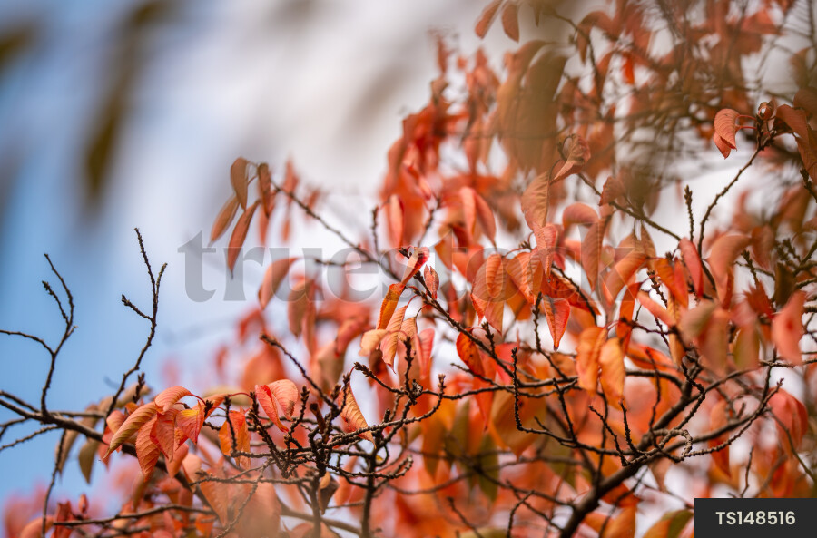 Branches of trees in Hagley Park during autumn