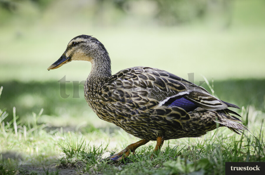 Duck on Grass