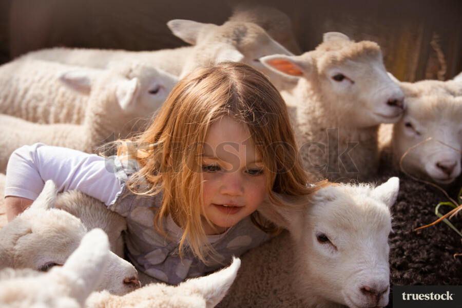 Girl with sheep