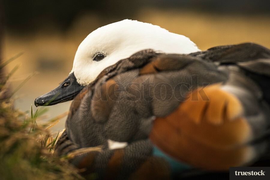 Female Paradise Duck