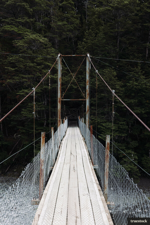 Bridge in the forest
