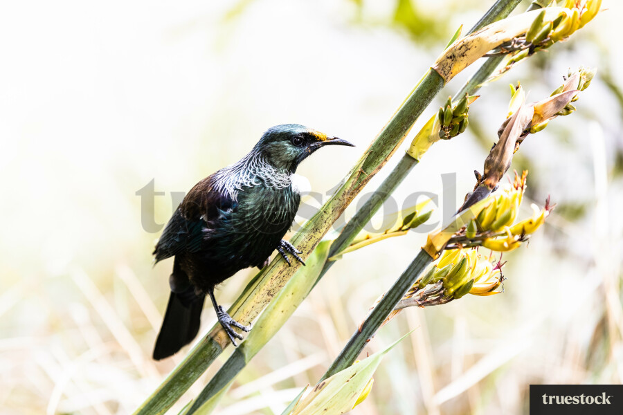 Tui native bird perched on flax plant