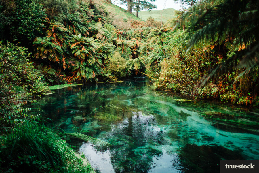 New ZEaland nature