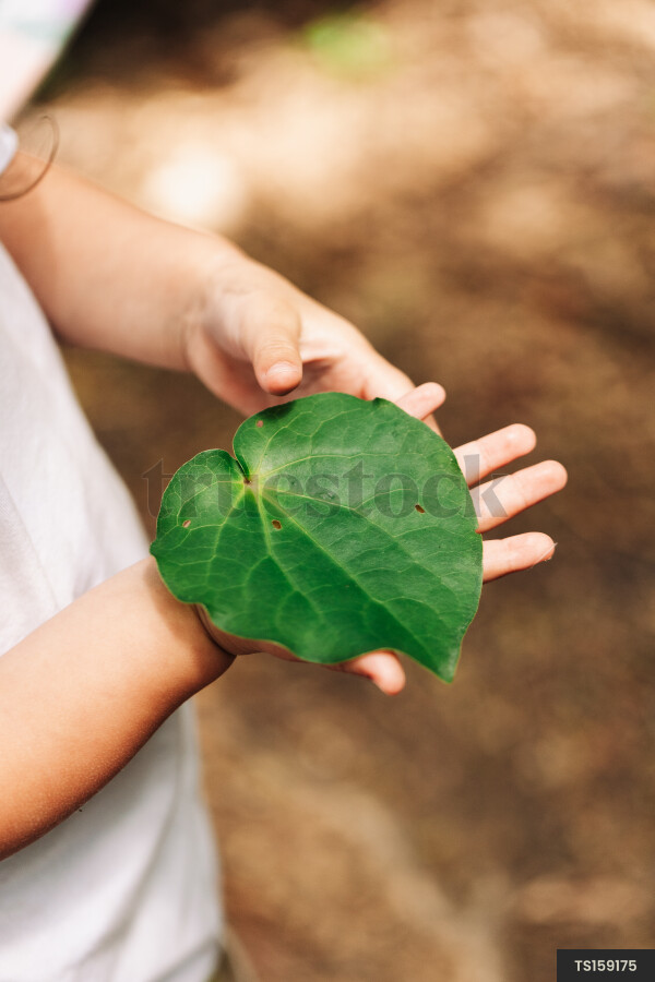 Hands of girl holding leaf