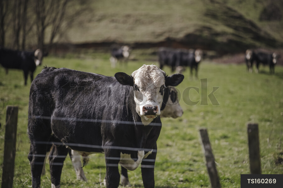 Cows in paddock on farm