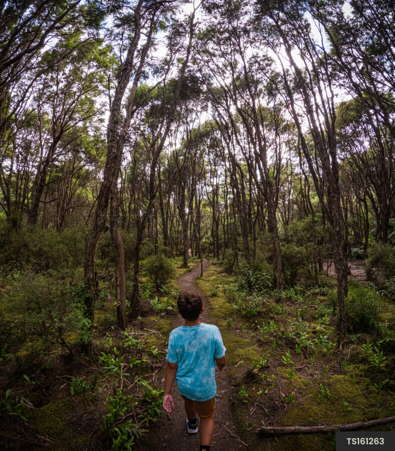 Boy walking in forest