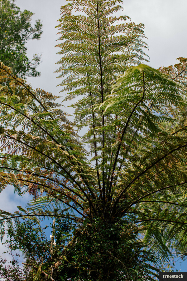 Fern Tree