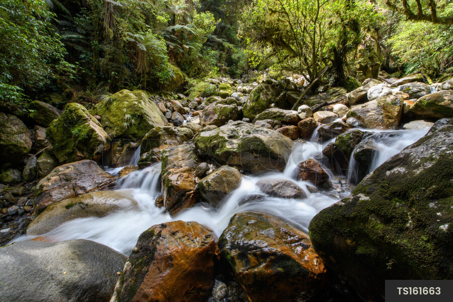 Stream with rocks in forest