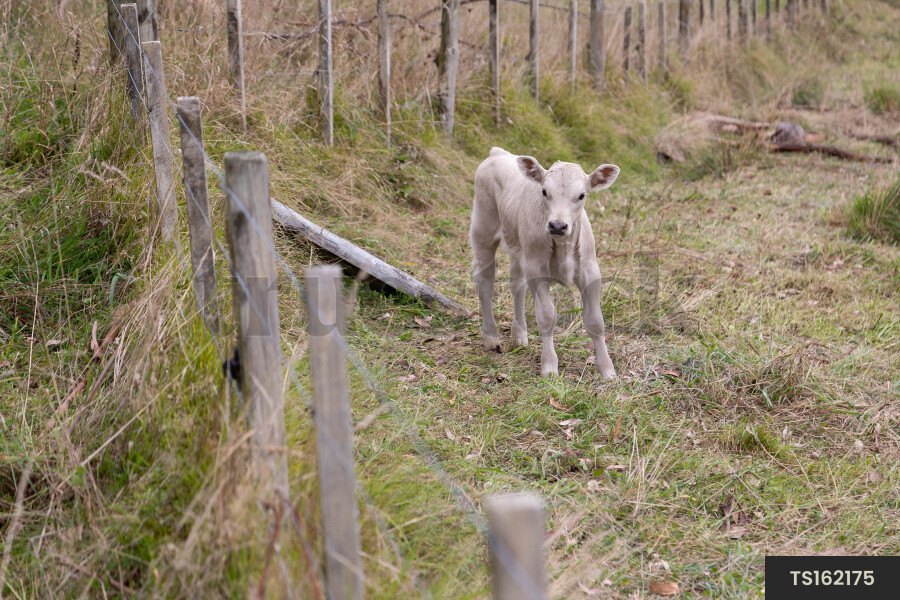 Baby murray grey calf in field by fence on farm