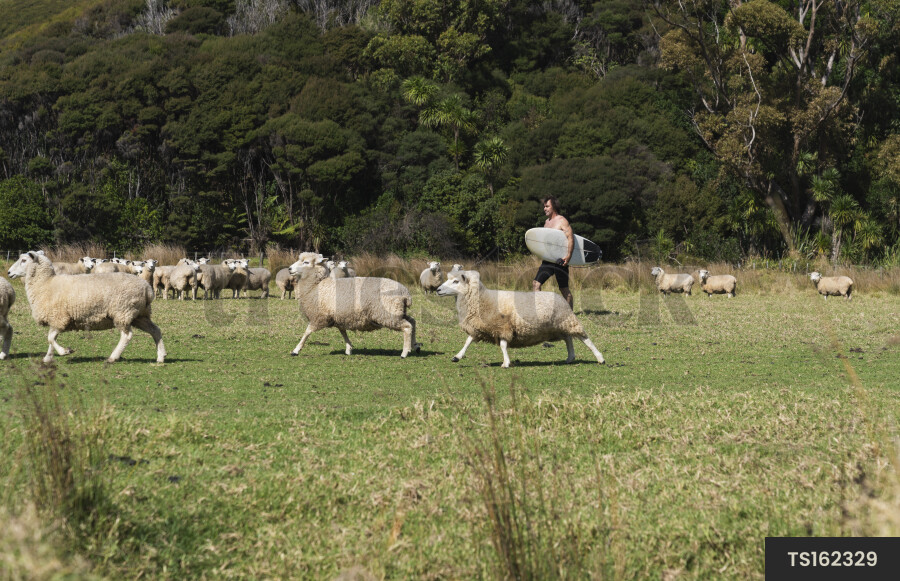 Surfer walking in paddock with sheep