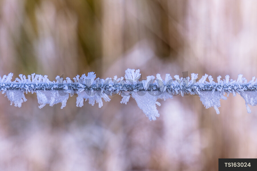 Close-up of frost on fence