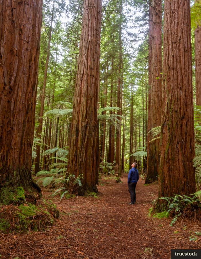 Redwood Forest Rotorua
