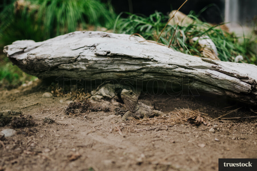 Tuatara coming out of log