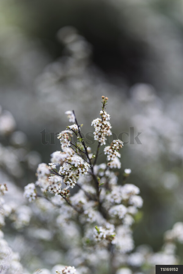 Manuka flowers on branch