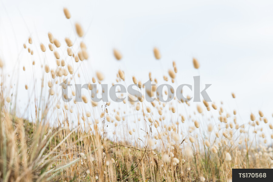 Bunny tail grass on hill