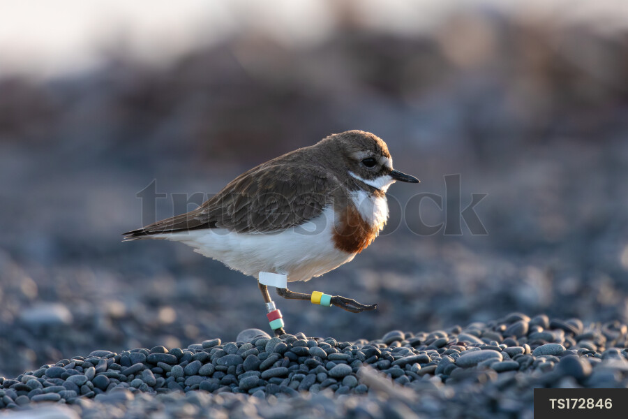 Dotterel bird walking on pebbles