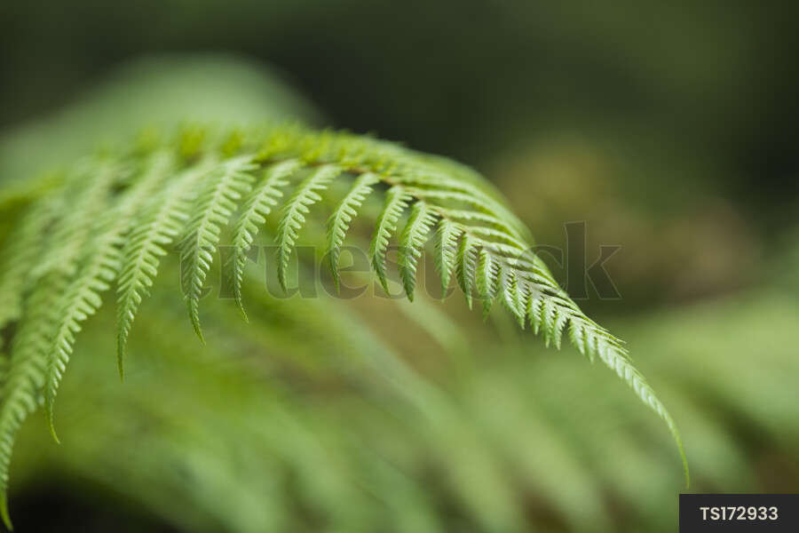 Fern in forest