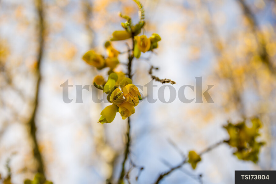 Yellow flowers of Kowhai tree